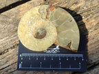 Polished and Natural Cleoniceras Ammonite Fossil Pairs x 6 From Tulear, Madagascar - Toprock Gemstones and Minerals 