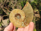 Polished and Natural Cleoniceras Ammonite Fossil Pairs x 6 From Tulear, Madagascar - Toprock Gemstones and Minerals 