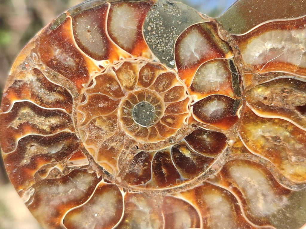 Polished and Natural Cleoniceras Ammonite Fossil Pairs x 6 From Tulear, Madagascar - Toprock Gemstones and Minerals 