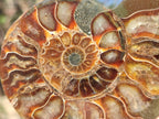 Polished and Natural Cleoniceras Ammonite Fossil Pairs x 6 From Tulear, Madagascar - Toprock Gemstones and Minerals 