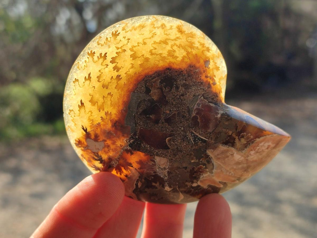 Polished and Natural Cleoniceras Ammonite Fossil Pairs x 6 From Tulear, Madagascar - Toprock Gemstones and Minerals 