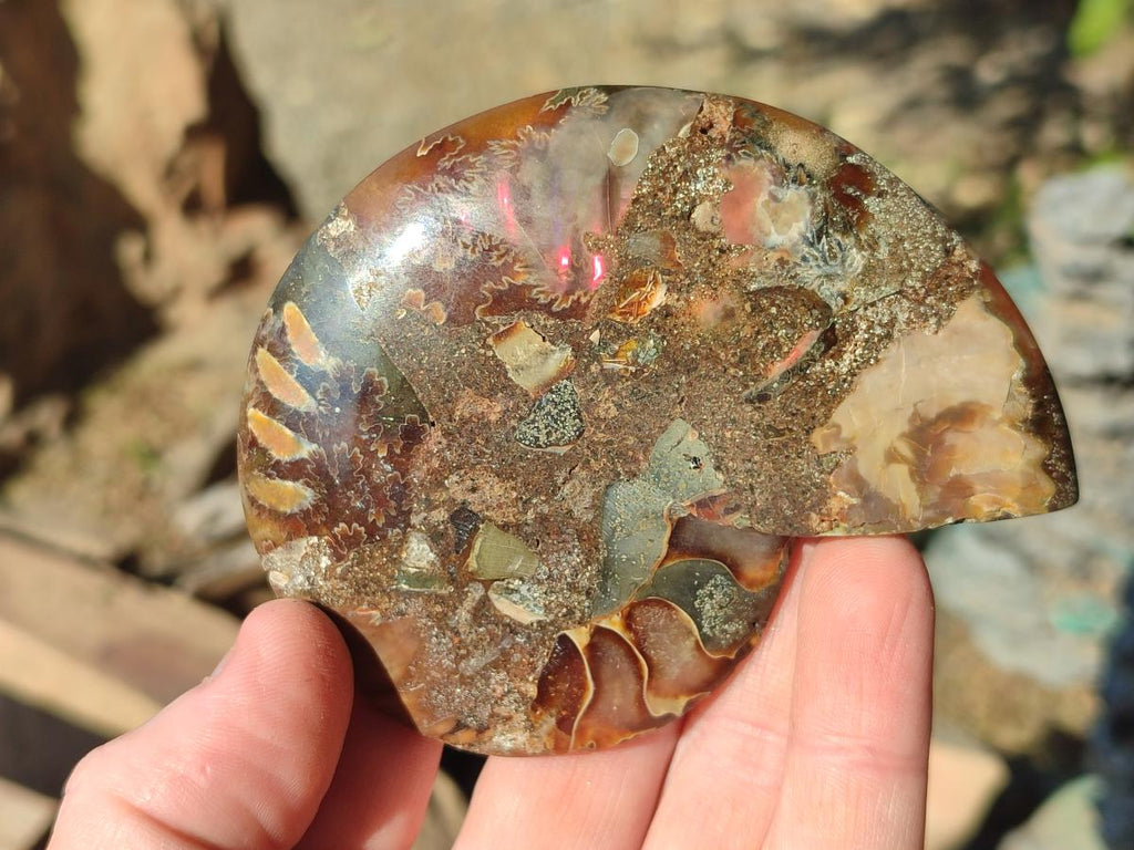 Polished and Natural Cleoniceras Ammonite Fossil Pairs x 6 From Tulear, Madagascar - Toprock Gemstones and Minerals 
