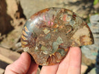 Polished and Natural Cleoniceras Ammonite Fossil Pairs x 6 From Tulear, Madagascar - Toprock Gemstones and Minerals 