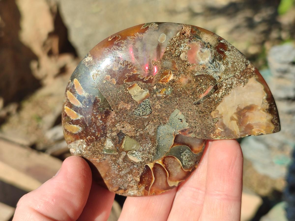 Polished and Natural Cleoniceras Ammonite Fossil Pairs x 6 From Tulear, Madagascar - Toprock Gemstones and Minerals 