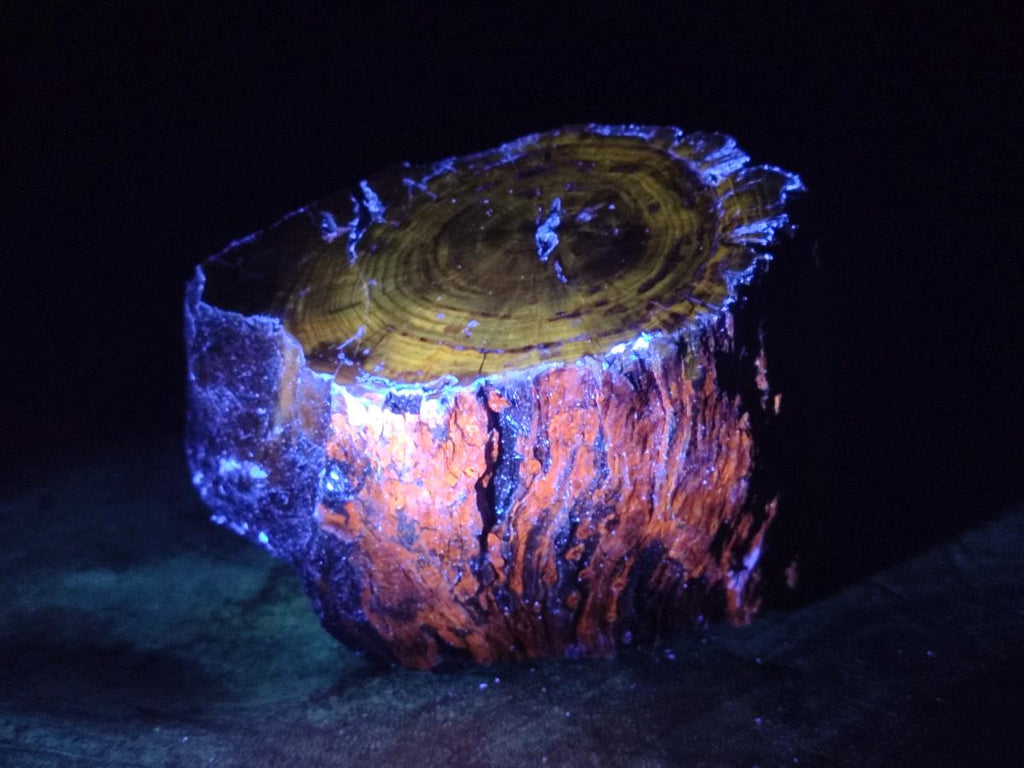 Polished On One Side Dadoxylon Petrified Wood Tree Branches and Slices x 5 From Gokwe, Zimbabwe - Toprock Gemstones and Minerals 