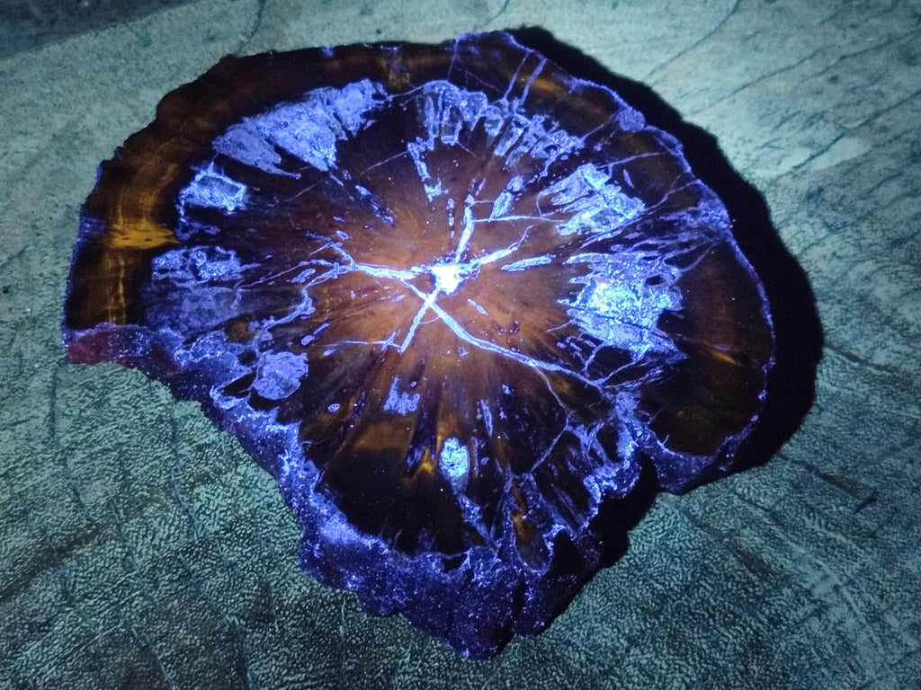 Polished On One Side Dadoxylon Petrified Wood Tree Branches and Slices x 5 From Gokwe, Zimbabwe - Toprock Gemstones and Minerals 