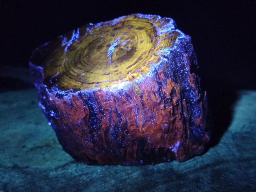 Polished On One Side Dadoxylon Petrified Wood Tree Branches and Slices x 5 From Gokwe, Zimbabwe - Toprock Gemstones and Minerals 