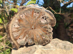 Polished On One Side Dadoxylon Petrified Wood Tree Branches and Slices x 5 From Gokwe, Zimbabwe - Toprock Gemstones and Minerals 