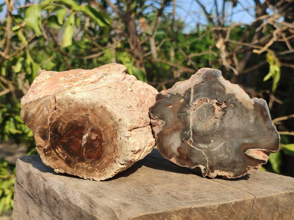 Polished On One Side Dadoxylon Petrified Wood Tree Branches and Slices x 5 From Gokwe, Zimbabwe - Toprock Gemstones and Minerals 