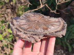 Polished On One Side Dadoxylon Petrified Wood Tree Branches and Slices x 5 From Gokwe, Zimbabwe - Toprock Gemstones and Minerals 