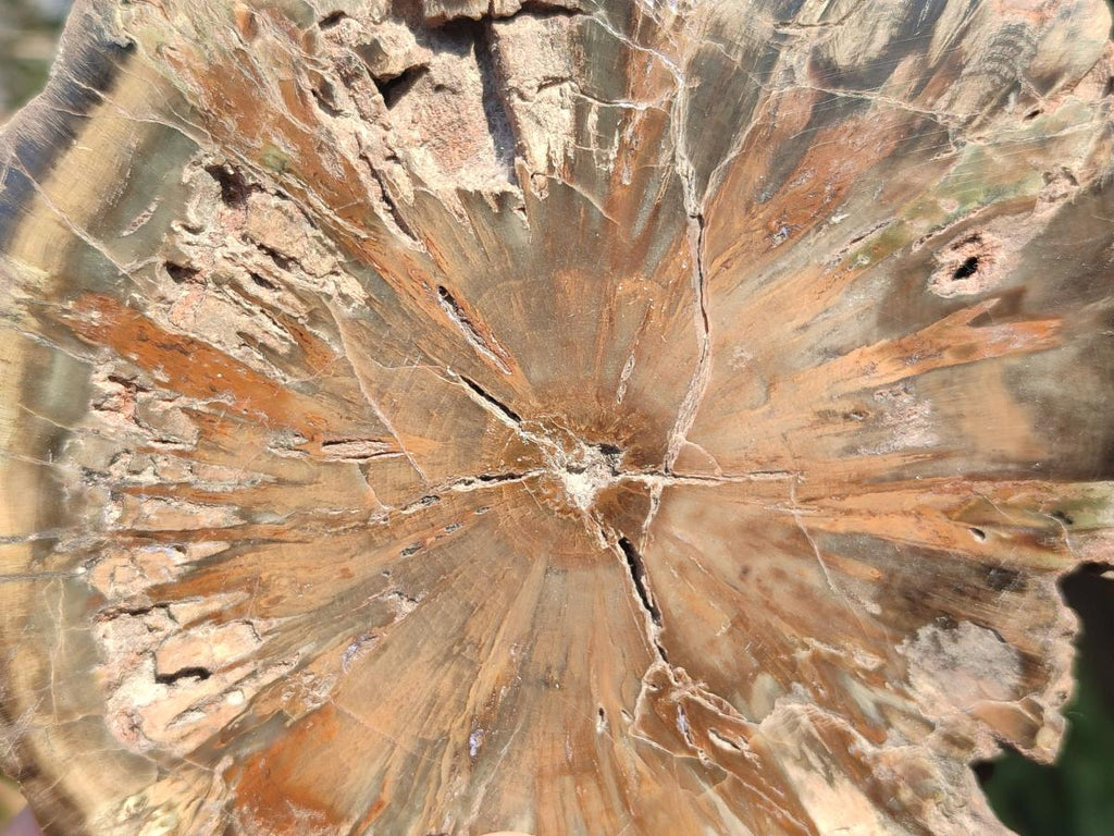 Polished On One Side Dadoxylon Petrified Wood Tree Branches and Slices x 5 From Gokwe, Zimbabwe - Toprock Gemstones and Minerals 