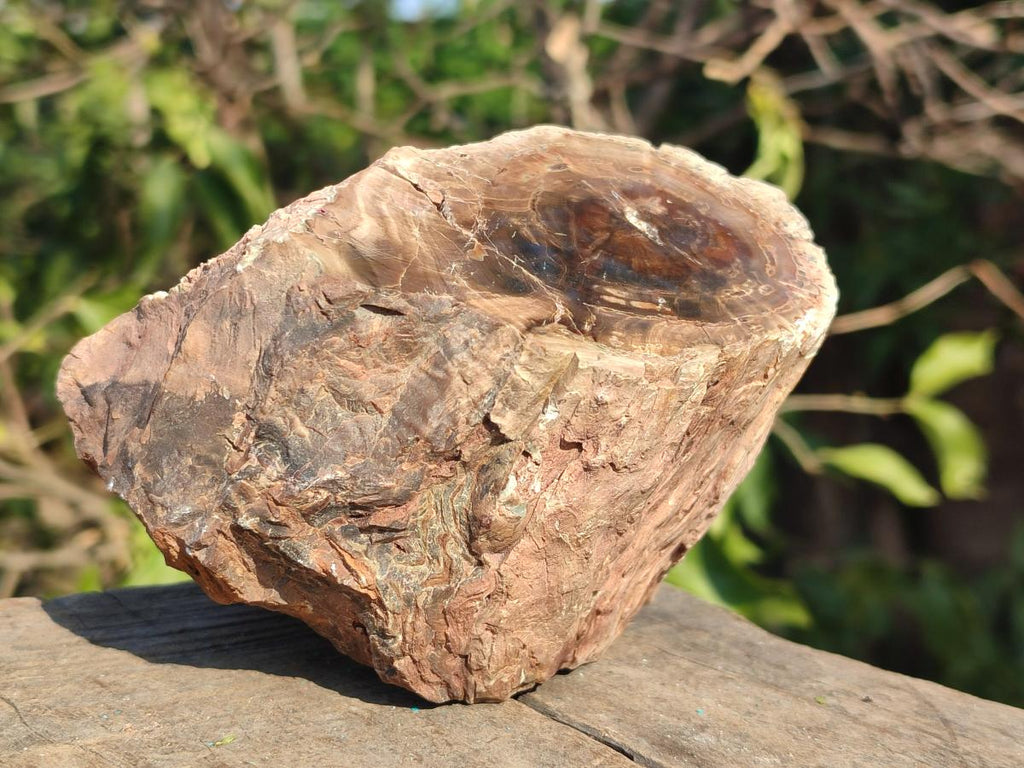 Polished On One Side Dadoxylon Petrified Wood Tree Branches and Slices x 5 From Gokwe, Zimbabwe - Toprock Gemstones and Minerals 