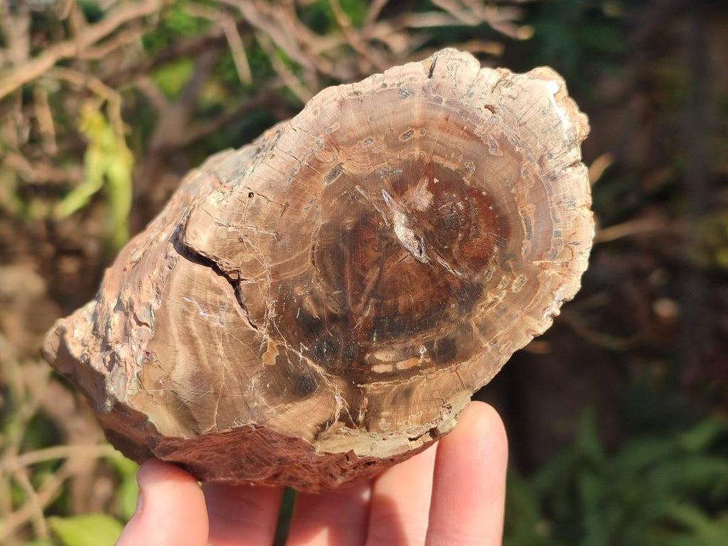 Polished On One Side Dadoxylon Petrified Wood Tree Branches and Slices x 5 From Gokwe, Zimbabwe - Toprock Gemstones and Minerals 