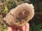 Polished On One Side Dadoxylon Petrified Wood Tree Branches and Slices x 5 From Gokwe, Zimbabwe - Toprock Gemstones and Minerals 