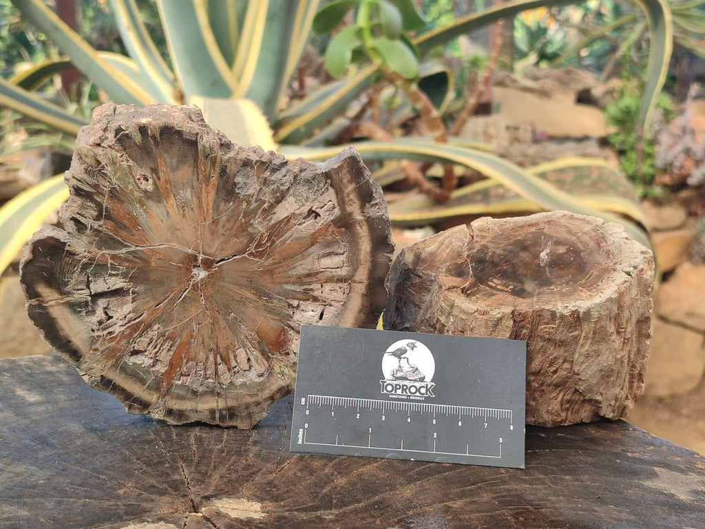 Polished On One Side Dadoxylon Petrified Wood Tree Branches and Slices x 5 From Gokwe, Zimbabwe - Toprock Gemstones and Minerals 