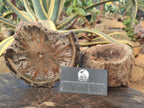 Polished On One Side Dadoxylon Petrified Wood Tree Branches and Slices x 5 From Gokwe, Zimbabwe - Toprock Gemstones and Minerals 