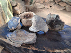 Polished On One Side Dadoxylon Petrified Wood Tree Branches and Slices x 5 From Gokwe, Zimbabwe - Toprock Gemstones and Minerals 