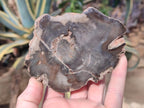 Polished On One Side Dadoxylon Petrified Wood Tree Branches and Slices x 5 From Gokwe, Zimbabwe - Toprock Gemstones and Minerals 