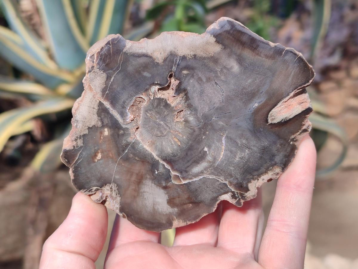 Polished On One Side Dadoxylon Petrified Wood Tree Branches and Slices x 5 From Gokwe, Zimbabwe - Toprock Gemstones and Minerals 