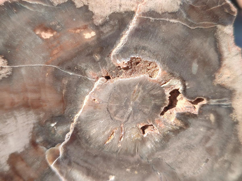 Polished On One Side Dadoxylon Petrified Wood Tree Branches and Slices x 5 From Gokwe, Zimbabwe - Toprock Gemstones and Minerals 