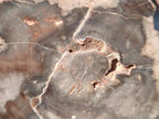 Polished On One Side Dadoxylon Petrified Wood Tree Branches and Slices x 5 From Gokwe, Zimbabwe - Toprock Gemstones and Minerals 