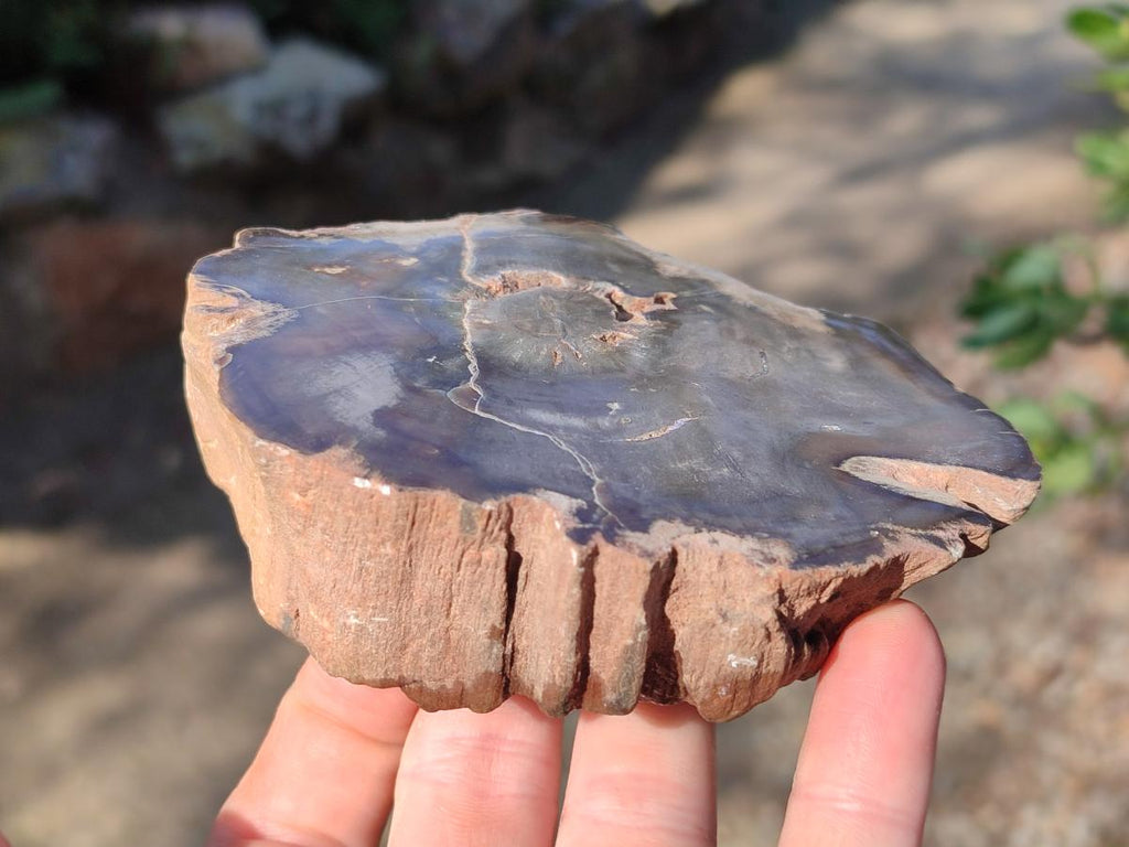 Polished On One Side Dadoxylon Petrified Wood Tree Branches and Slices x 5 From Gokwe, Zimbabwe - Toprock Gemstones and Minerals 