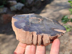 Polished On One Side Dadoxylon Petrified Wood Tree Branches and Slices x 5 From Gokwe, Zimbabwe - Toprock Gemstones and Minerals 