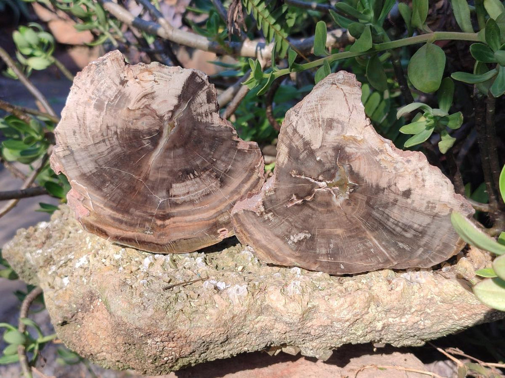 Polished On One Side Dadoxylon Petrified Wood Tree Branches and Slices x 5 From Gokwe, Zimbabwe - Toprock Gemstones and Minerals 