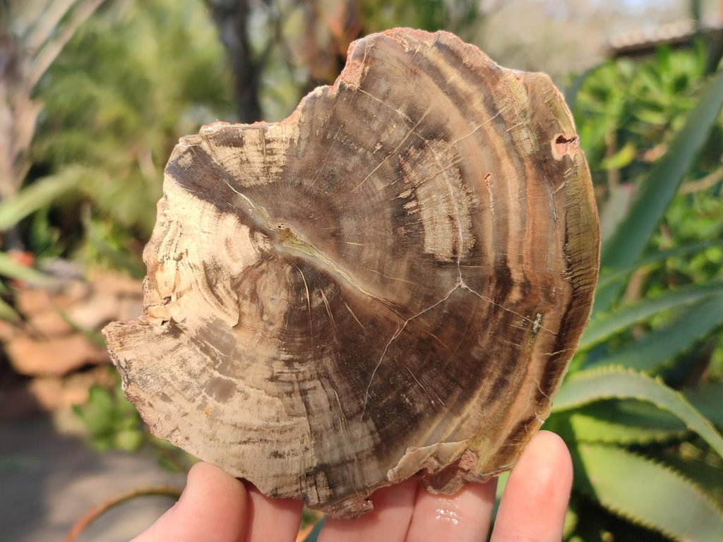 Polished On One Side Dadoxylon Petrified Wood Tree Branches and Slices x 5 From Gokwe, Zimbabwe - Toprock Gemstones and Minerals 