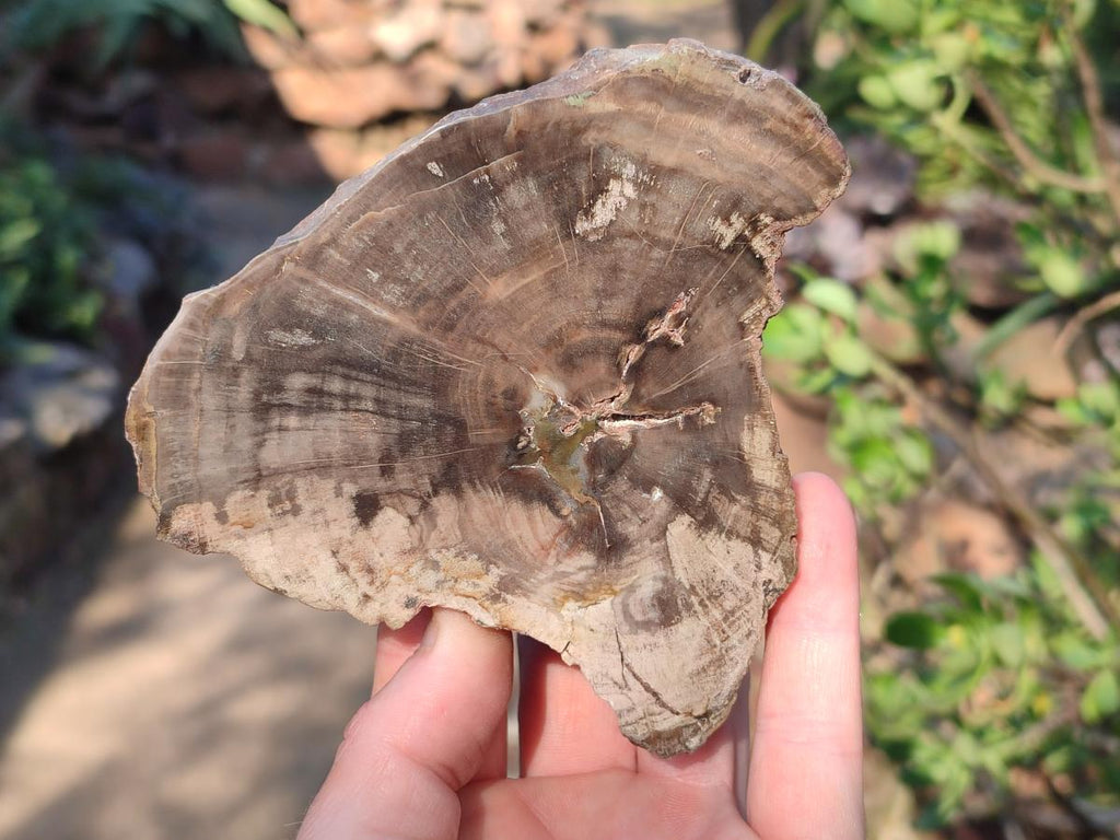 Polished On One Side Dadoxylon Petrified Wood Tree Branches and Slices x 5 From Gokwe, Zimbabwe - Toprock Gemstones and Minerals 