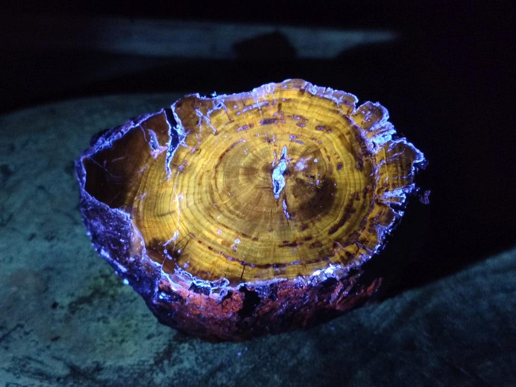 Polished On One Side Dadoxylon Petrified Wood Tree Branches and Slices x 5 From Gokwe, Zimbabwe - Toprock Gemstones and Minerals 