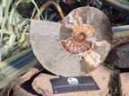 Polished Large Cleoniceras Ammonite Fossil Pair x 1 From Tulear, Madagascar - Toprock Gemstones and Minerals 