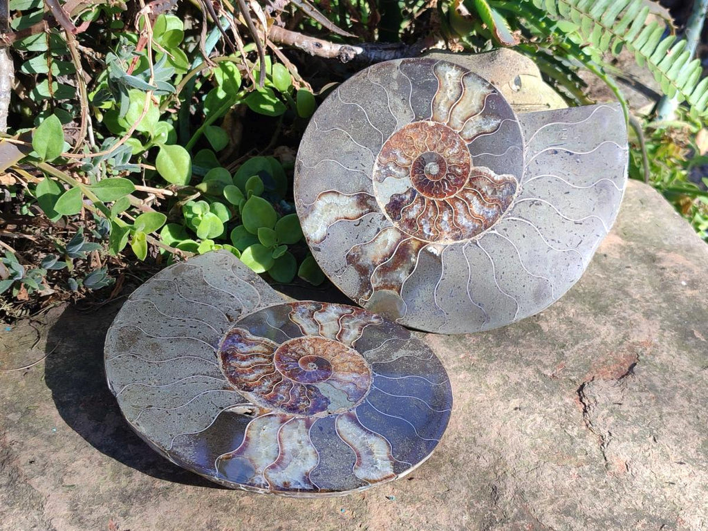 Polished Large Cleoniceras Ammonite Fossil Pair x 1 From Tulear, Madagascar - Toprock Gemstones and Minerals 
