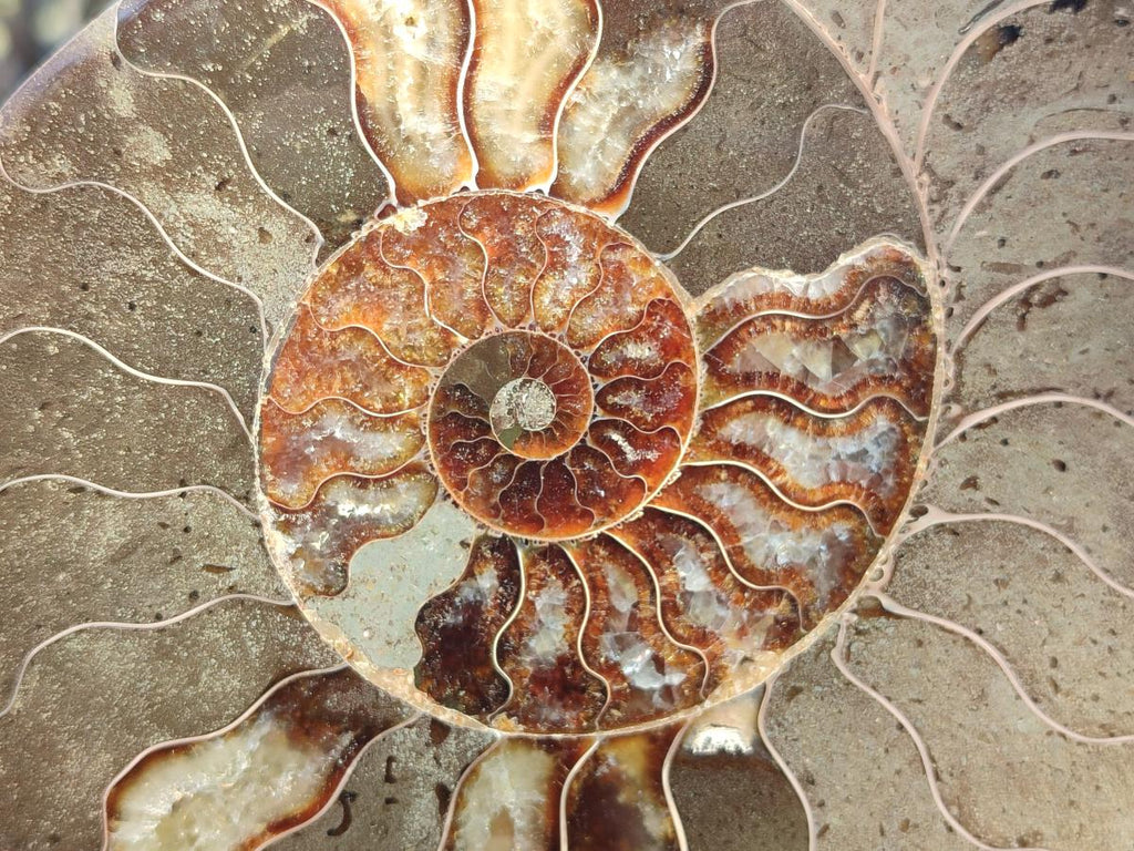 Polished Large Cleoniceras Ammonite Fossil Pair x 1 From Tulear, Madagascar - Toprock Gemstones and Minerals 
