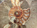 Polished Large Cleoniceras Ammonite Fossil Pair x 1 From Tulear, Madagascar - Toprock Gemstones and Minerals 