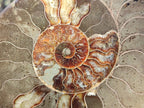 Polished Large Cleoniceras Ammonite Fossil Pair x 1 From Tulear, Madagascar - Toprock Gemstones and Minerals 