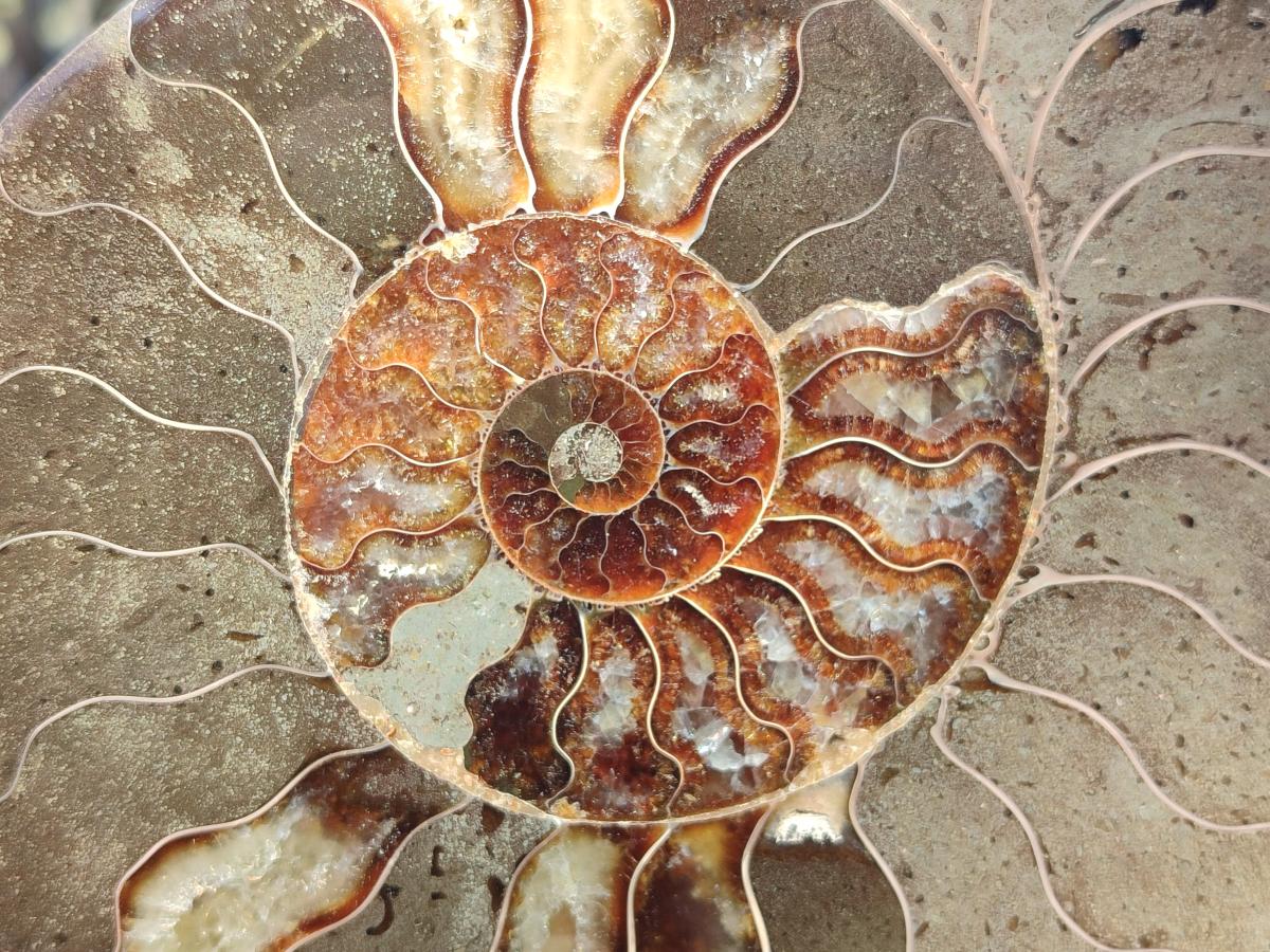 Polished Large Cleoniceras Ammonite Fossil Pair x 1 From Tulear, Madagascar - Toprock Gemstones and Minerals 