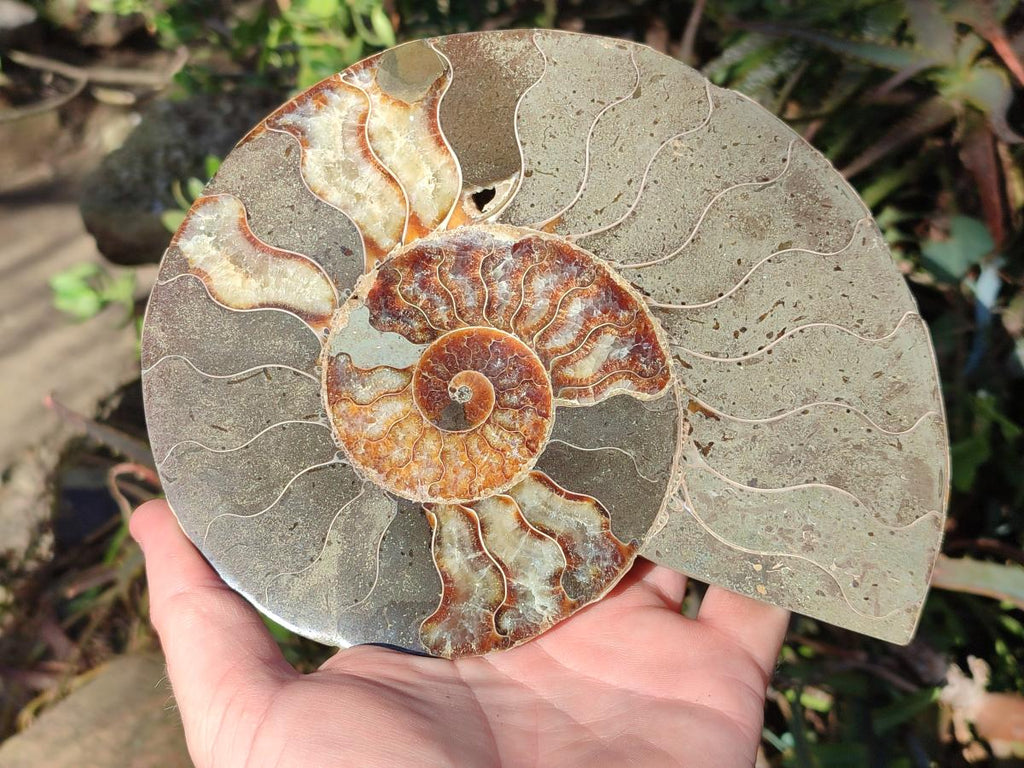 Polished Large Cleoniceras Ammonite Fossil Pair x 1 From Tulear, Madagascar - Toprock Gemstones and Minerals 