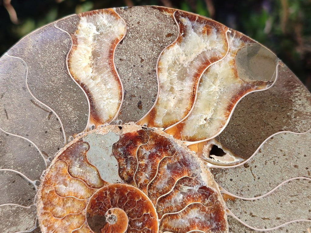 Polished Large Cleoniceras Ammonite Fossil Pair x 1 From Tulear, Madagascar - Toprock Gemstones and Minerals 