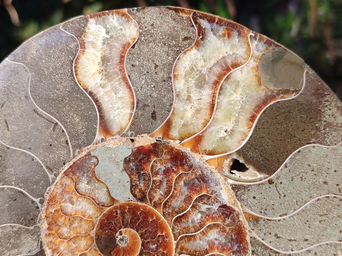 Polished Large Cleoniceras Ammonite Fossil Pair x 1 From Tulear, Madagascar - Toprock Gemstones and Minerals 