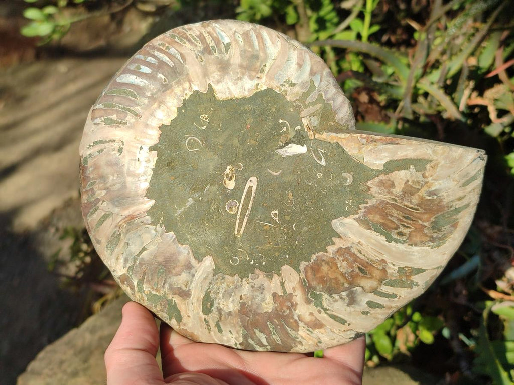 Polished Large Cleoniceras Ammonite Fossil Pair x 1 From Tulear, Madagascar - Toprock Gemstones and Minerals 