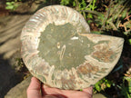 Polished Large Cleoniceras Ammonite Fossil Pair x 1 From Tulear, Madagascar - Toprock Gemstones and Minerals 