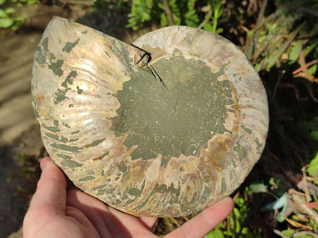 Polished Large Cleoniceras Ammonite Fossil Pair x 1 From Tulear, Madagascar - Toprock Gemstones and Minerals 