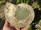 Polished Large Cleoniceras Ammonite Fossil Pair x 1 From Tulear, Madagascar - Toprock Gemstones and Minerals 