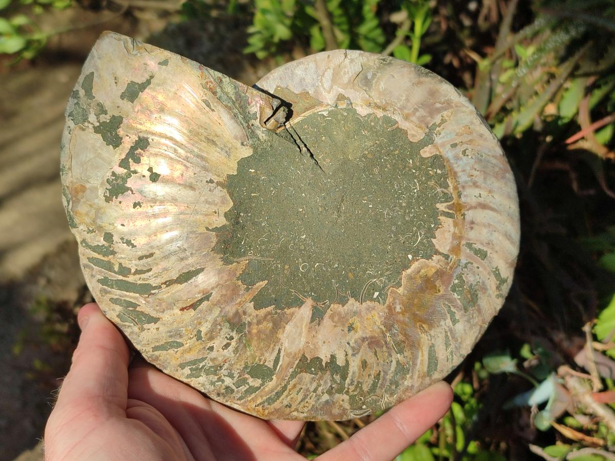 Polished Large Cleoniceras Ammonite Fossil Pair x 1 From Tulear, Madagascar - Toprock Gemstones and Minerals 