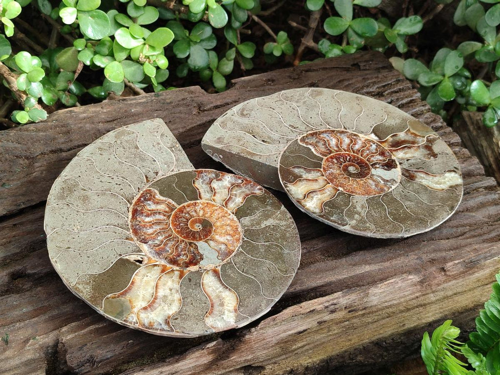 Polished Large Cleoniceras Ammonite Fossil Pair x 1 From Tulear, Madagascar - Toprock Gemstones and Minerals 