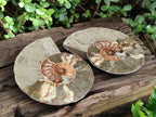 Polished Large Cleoniceras Ammonite Fossil Pair x 1 From Tulear, Madagascar - Toprock Gemstones and Minerals 