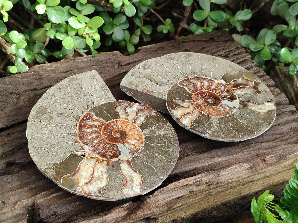 Polished Large Cleoniceras Ammonite Fossil Pair x 1 From Tulear, Madagascar - Toprock Gemstones and Minerals 