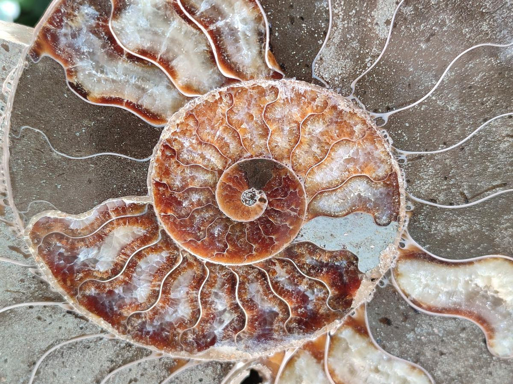 Polished Large Cleoniceras Ammonite Fossil Pair x 1 From Tulear, Madagascar - Toprock Gemstones and Minerals 