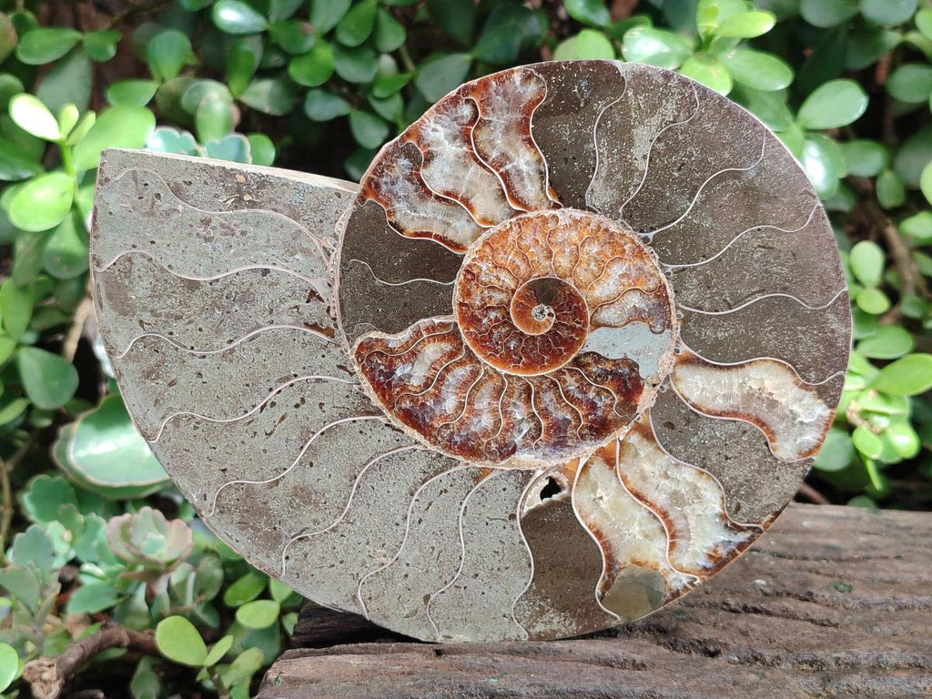 Polished Large Cleoniceras Ammonite Fossil Pair x 1 From Tulear, Madagascar - Toprock Gemstones and Minerals 